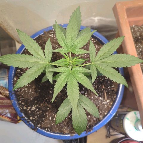 Emerald OG growlog timeline photo
