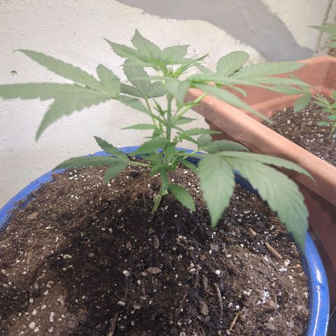 Emerald OG growlog timeline photo