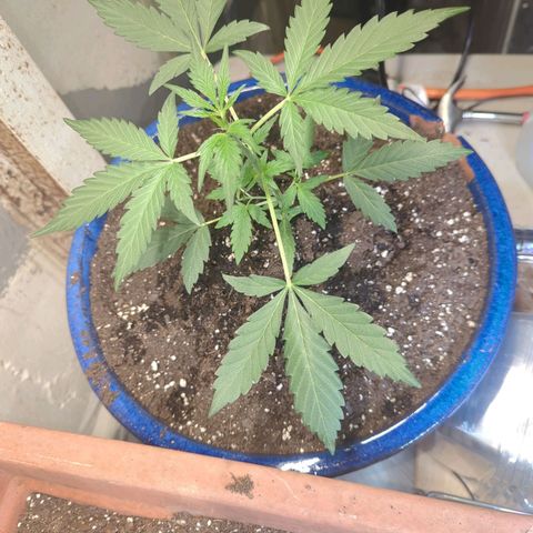Big Green growlog timeline photo
