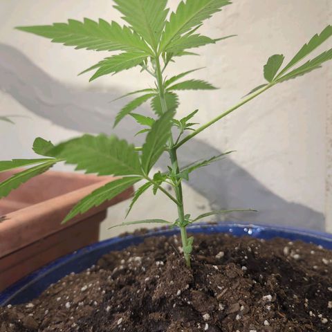 Big Green growlog timeline photo