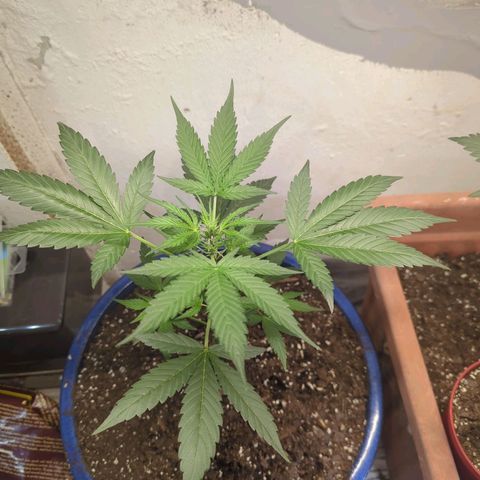 Big Green growlog timeline photo