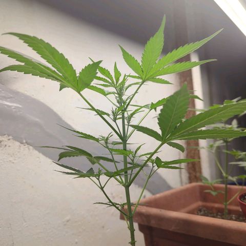 Big Green growlog timeline photo