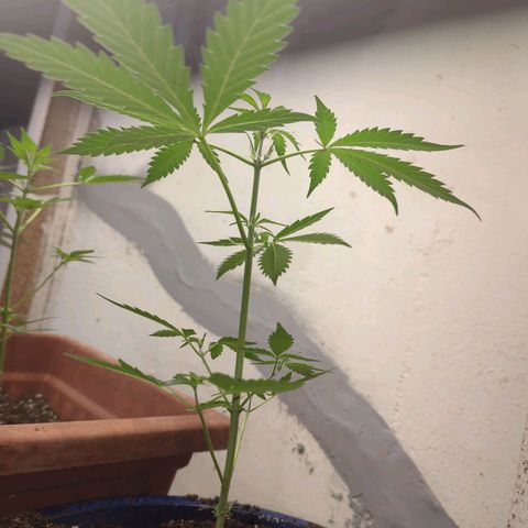 Emerald OG growlog timeline photo