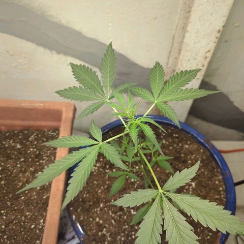 Emerald OG growlog timeline photo