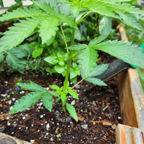 Orange sherbet  growlog timeline photo