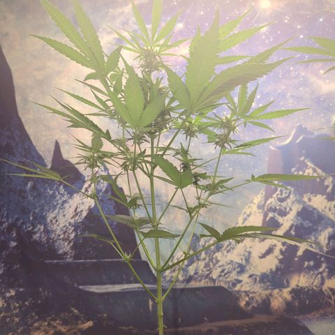 Big Green growlog timeline photo