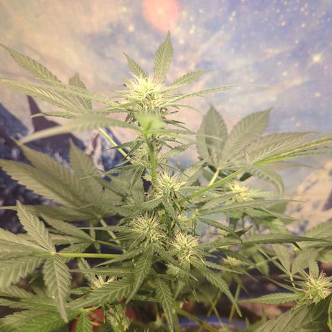 Big Green growlog timeline photo