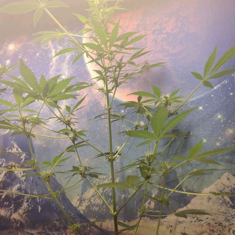 Emerald OG growlog timeline photo