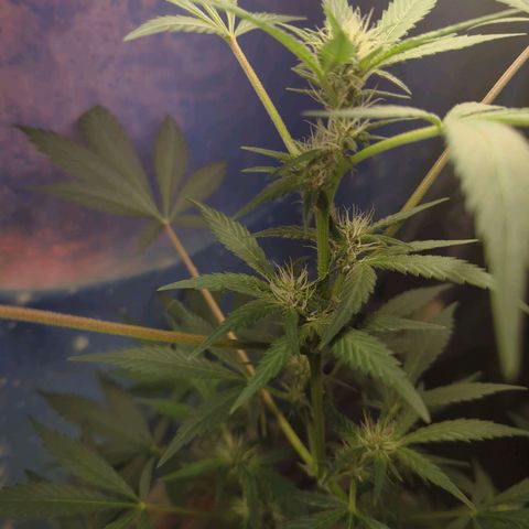 Emerald OG growlog timeline photo