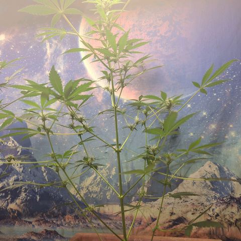 Emerald OG growlog timeline photo