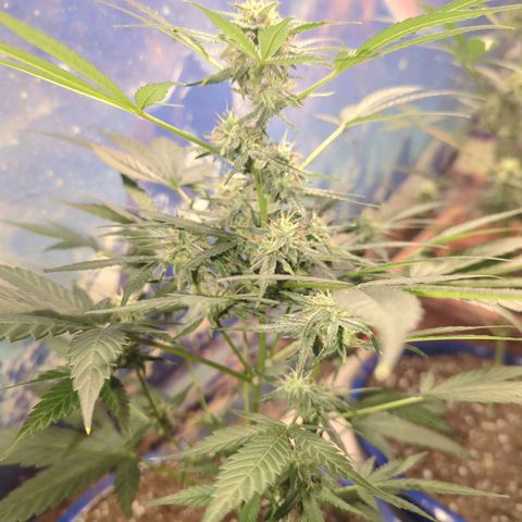 Emerald OG growlog timeline photo