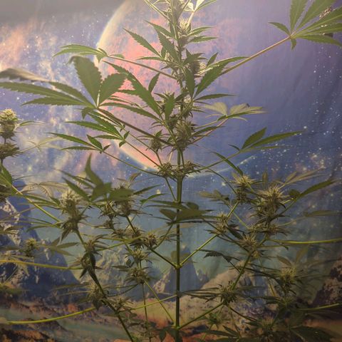 Big Green growlog timeline photo