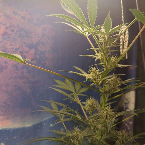 Big Green growlog timeline photo