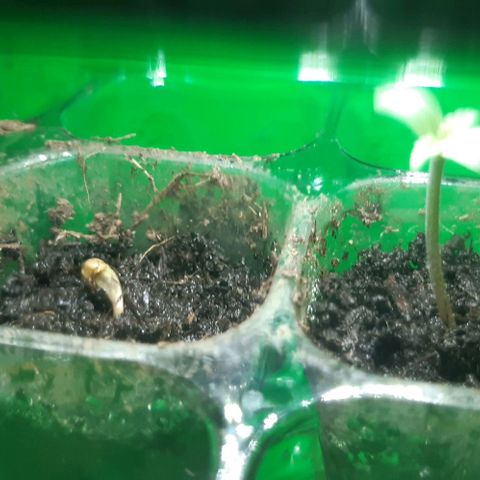 Epsilon F1 growlog timeline photo