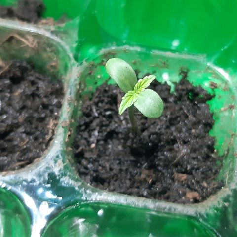 Epsilon F1 growlog timeline photo