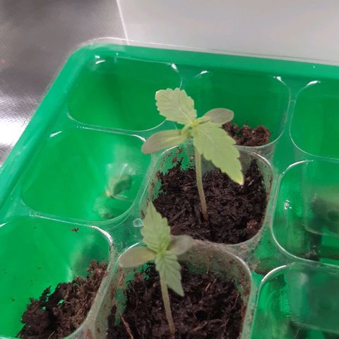 Epsilon F1 growlog timeline photo