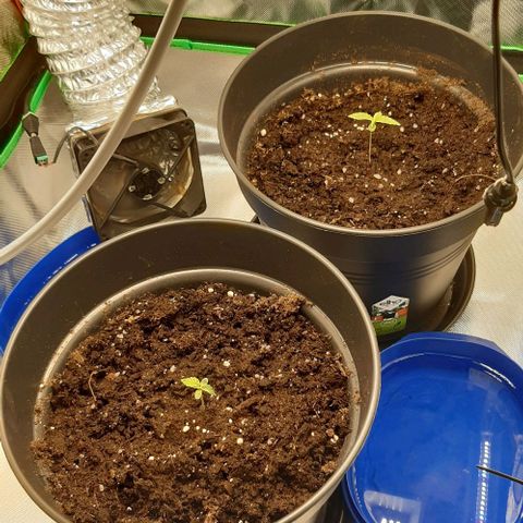 Epsilon F1 growlog timeline photo