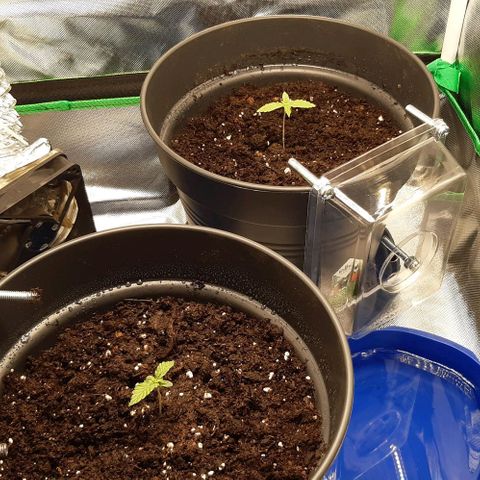 Epsilon F1 growlog timeline photo