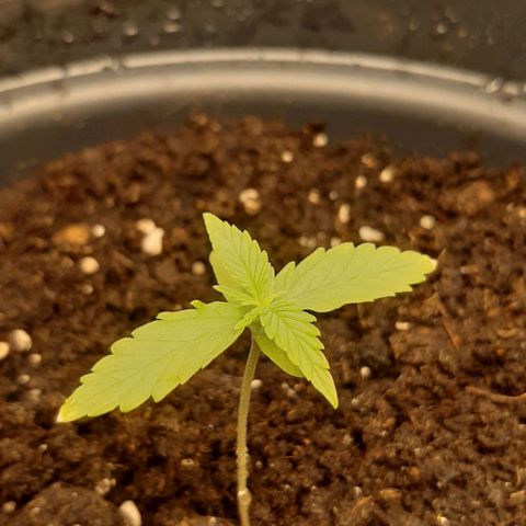 Epsilon F1 growlog timeline photo