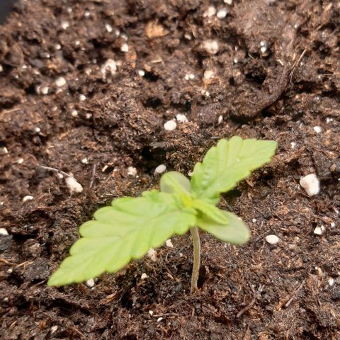 Epsilon F1 growlog timeline photo