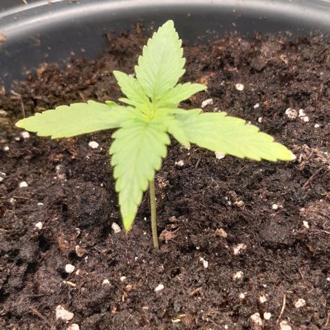 Epsilon F1 growlog timeline photo