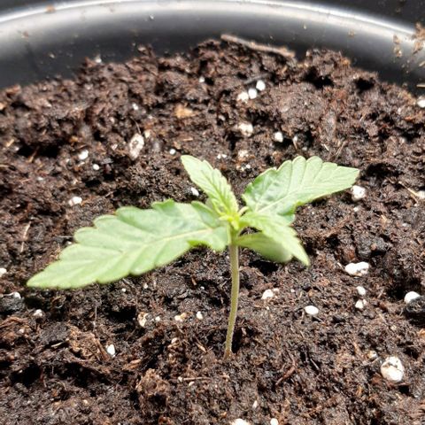 Epsilon F1 growlog timeline photo