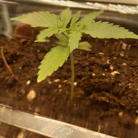 Epsilon F1 growlog timeline photo