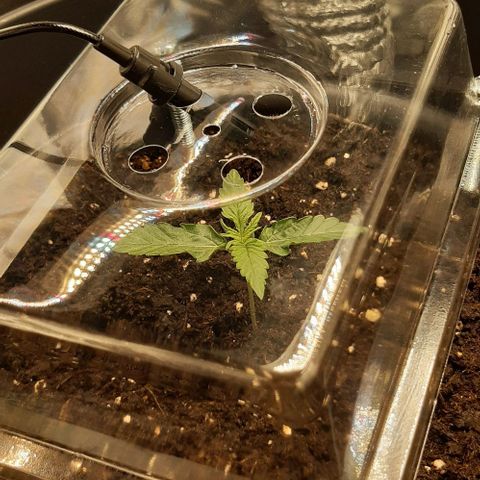 Epsilon F1 growlog timeline photo