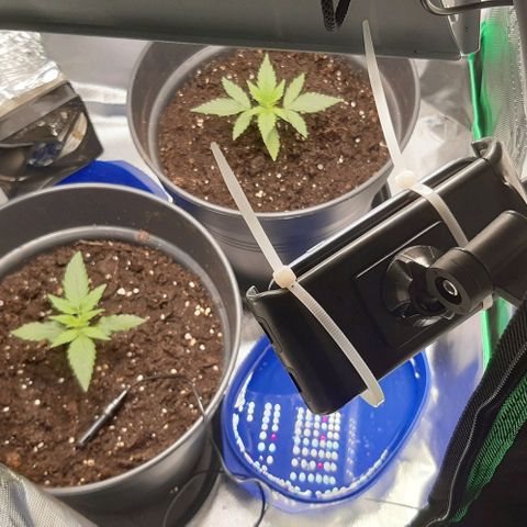 Epsilon F1 growlog timeline photo