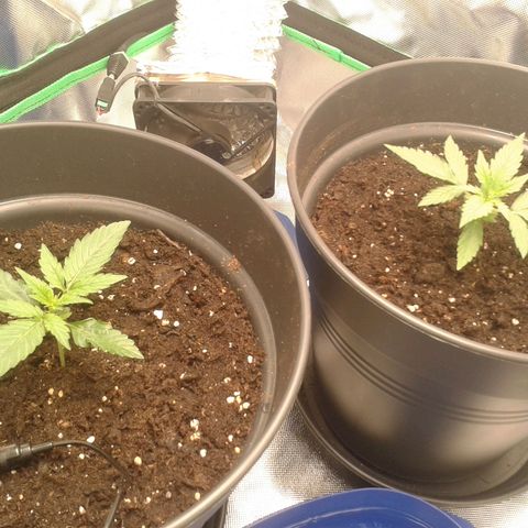 Epsilon F1 growlog timeline photo