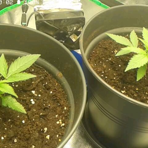Epsilon F1 growlog timeline photo