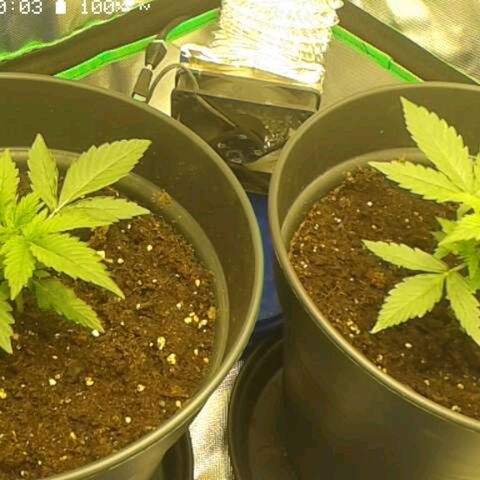 Epsilon F1 growlog timeline photo