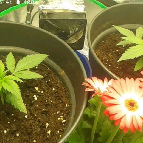 Epsilon F1 growlog timeline photo