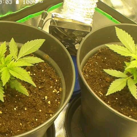 Epsilon F1 growlog timeline photo