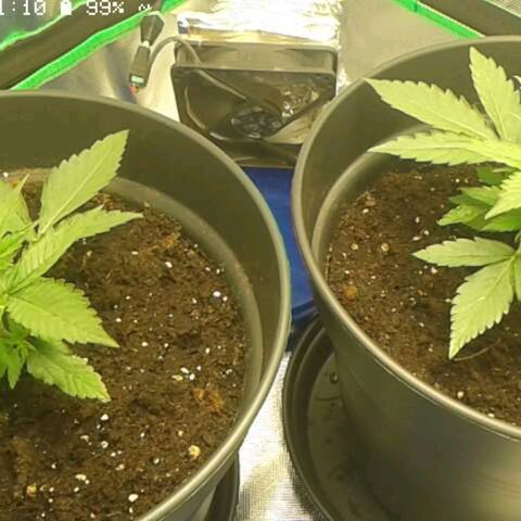 Epsilon F1 growlog timeline photo