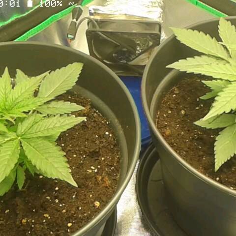 Epsilon F1 growlog timeline photo