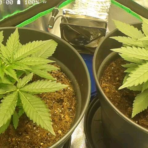 Epsilon F1 growlog timeline photo