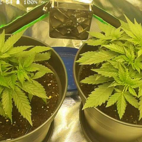 Epsilon F1 growlog timeline photo
