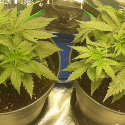 Epsilon F1 growlog timeline photo