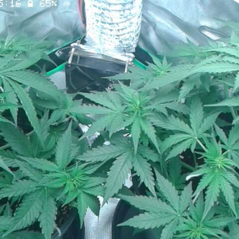 Epsilon F1 growlog timeline photo