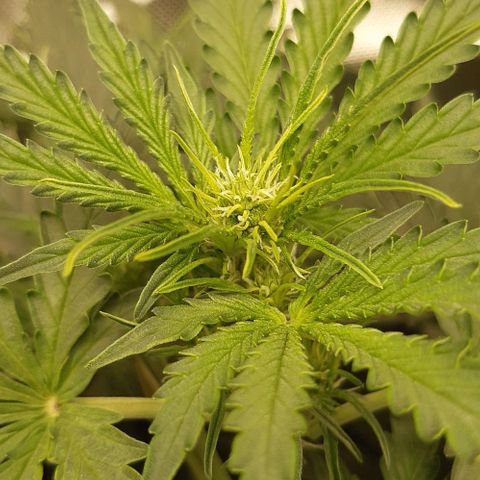 Epsilon F1 growlog timeline photo