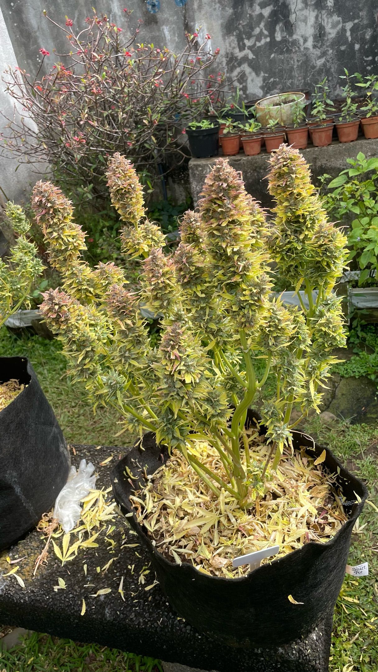 Gelato Auto growlog header