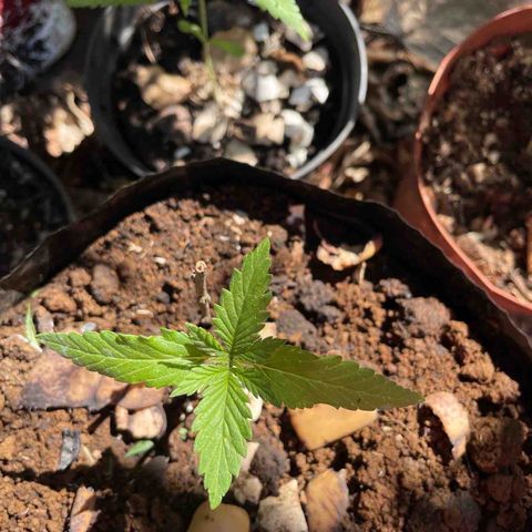 Moby Dick growlog timeline photo