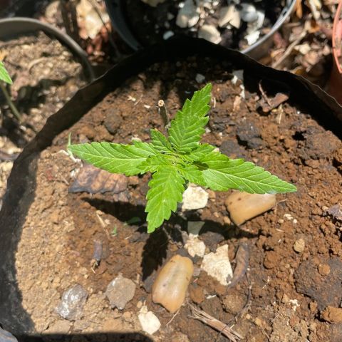 Moby Dick growlog timeline photo
