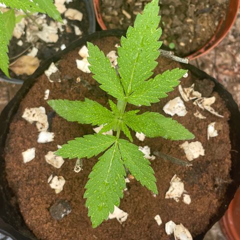 Moby Dick growlog timeline photo