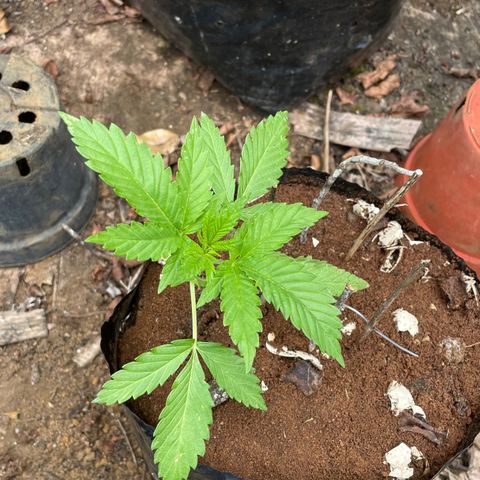 Moby Dick growlog timeline photo