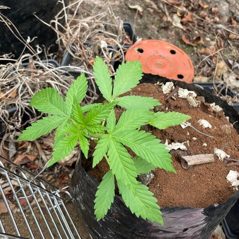 Moby Dick growlog timeline photo