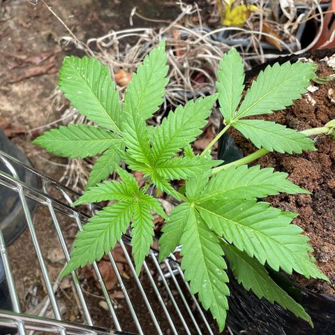 Moby Dick growlog timeline photo