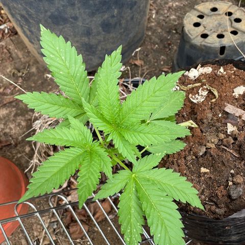 Moby Dick growlog timeline photo