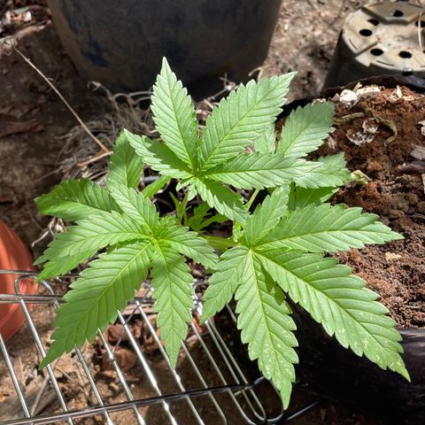 Moby Dick growlog timeline photo